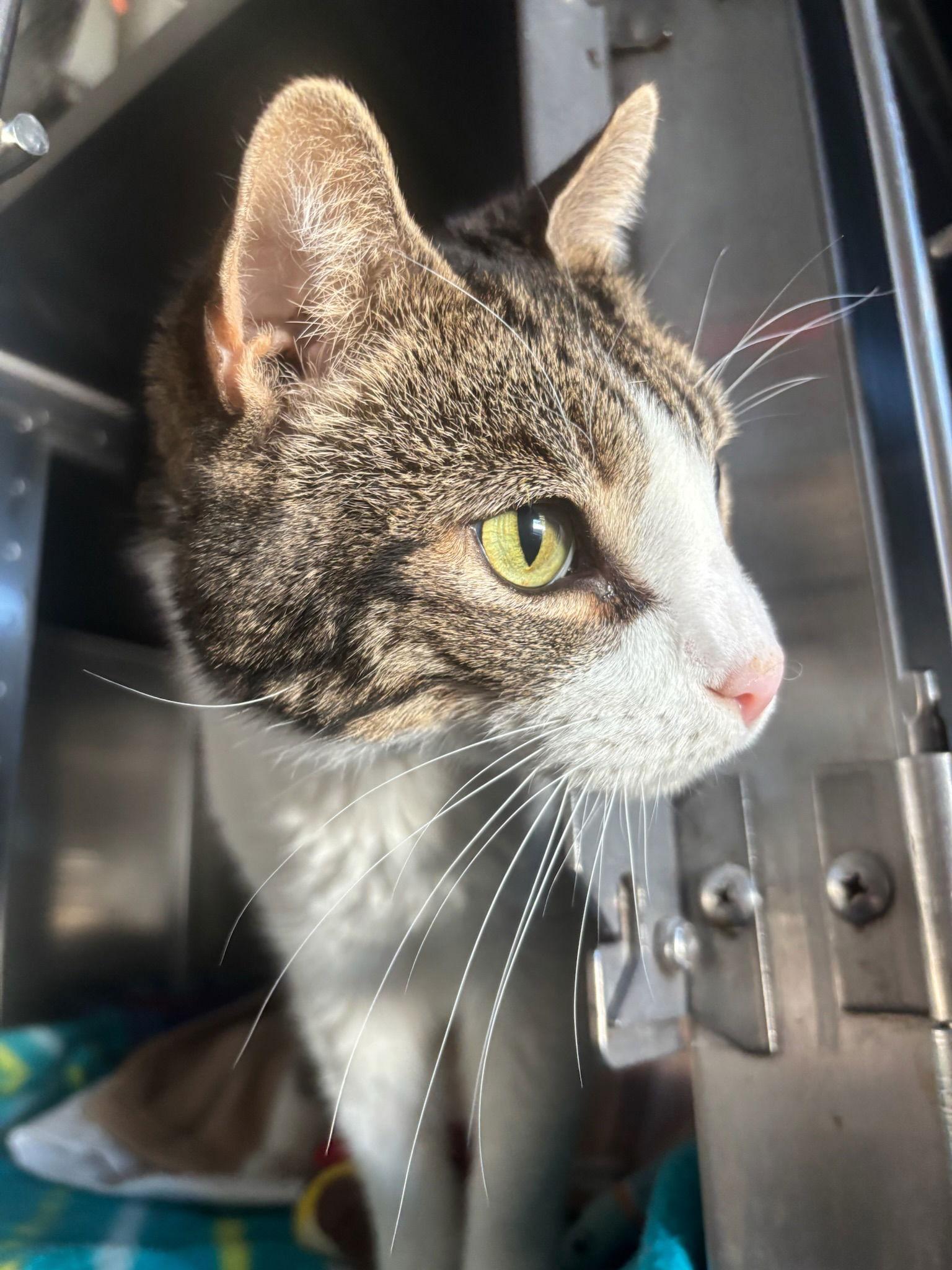 She-Hulk, a Adoptable Domestic Short Hair in Hopewell, VA image 1/3