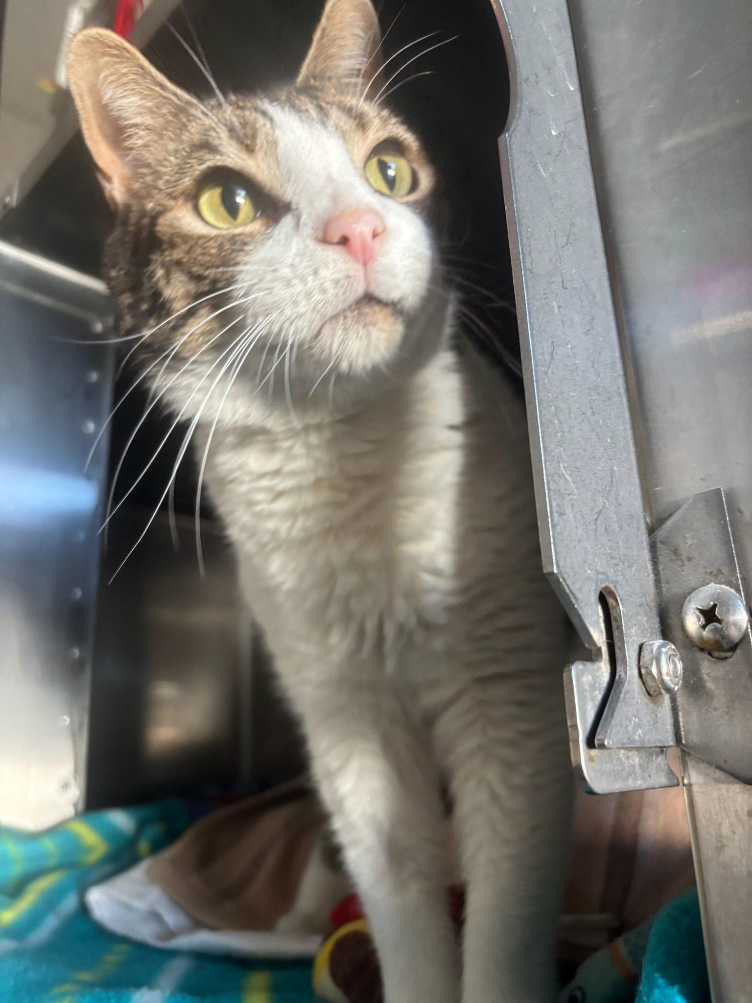 She-Hulk, a Adoptable Domestic Short Hair in Hopewell, VA image 2/3