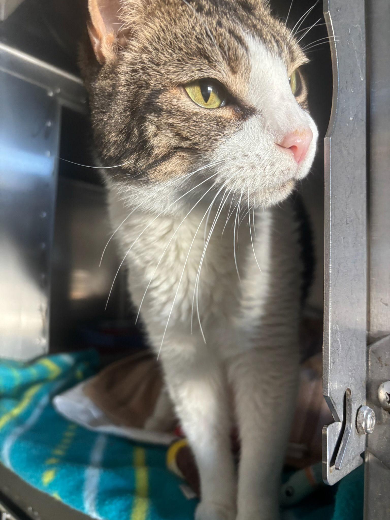 She-Hulk, a Adoptable Domestic Short Hair in Hopewell, VA image 3/3