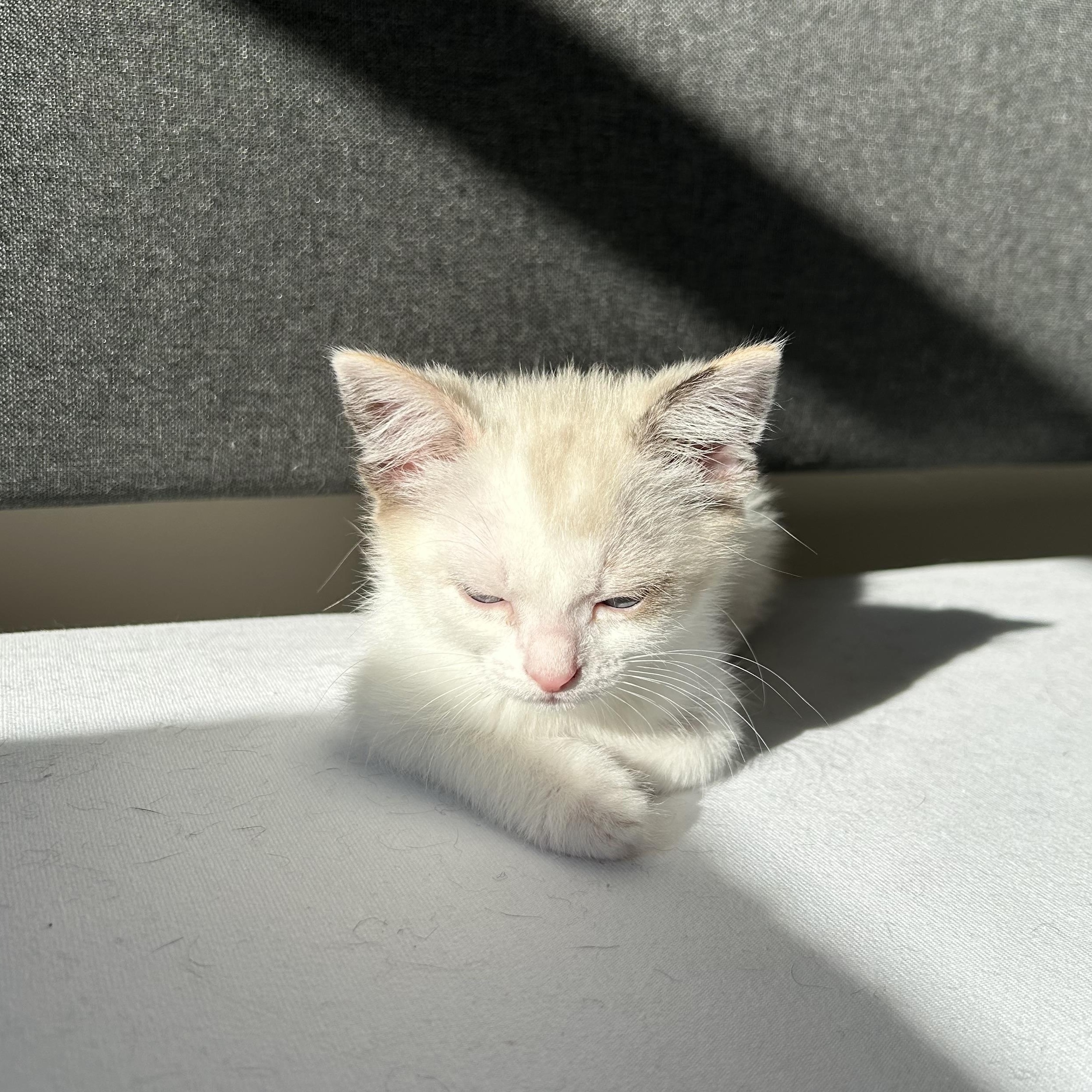 Luna, an adoptable Domestic Short Hair in Easley, SC image 4/4