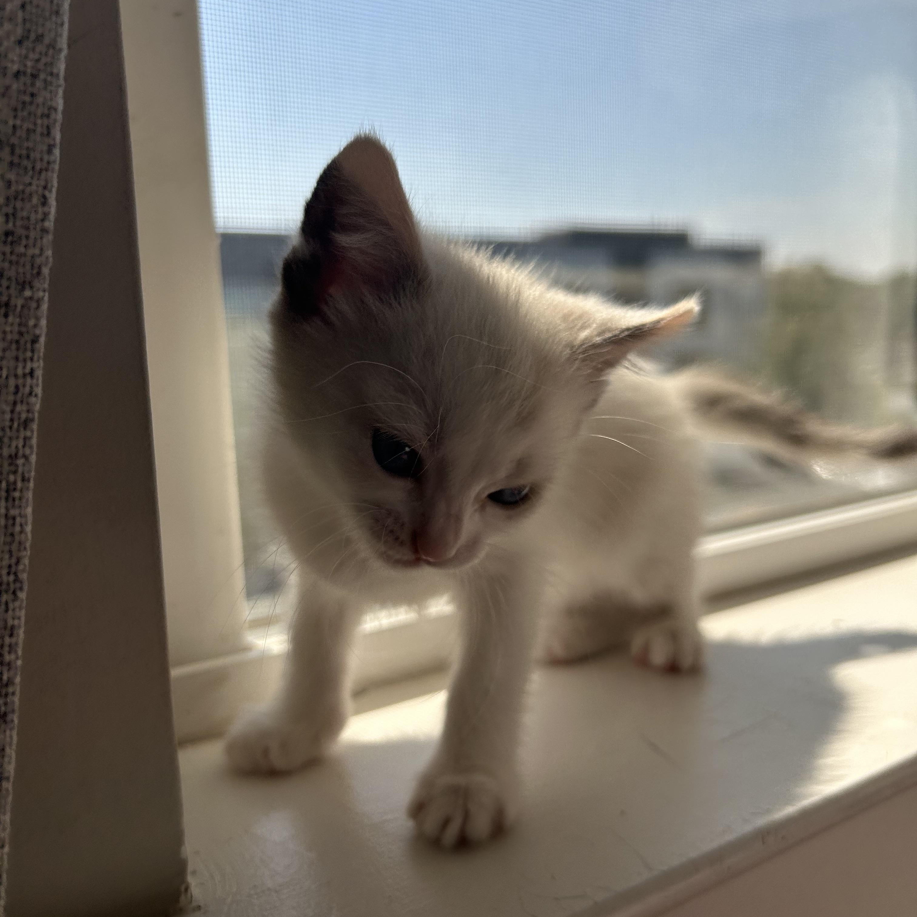 Luna, an adoptable Domestic Short Hair in Easley, SC image 3/4