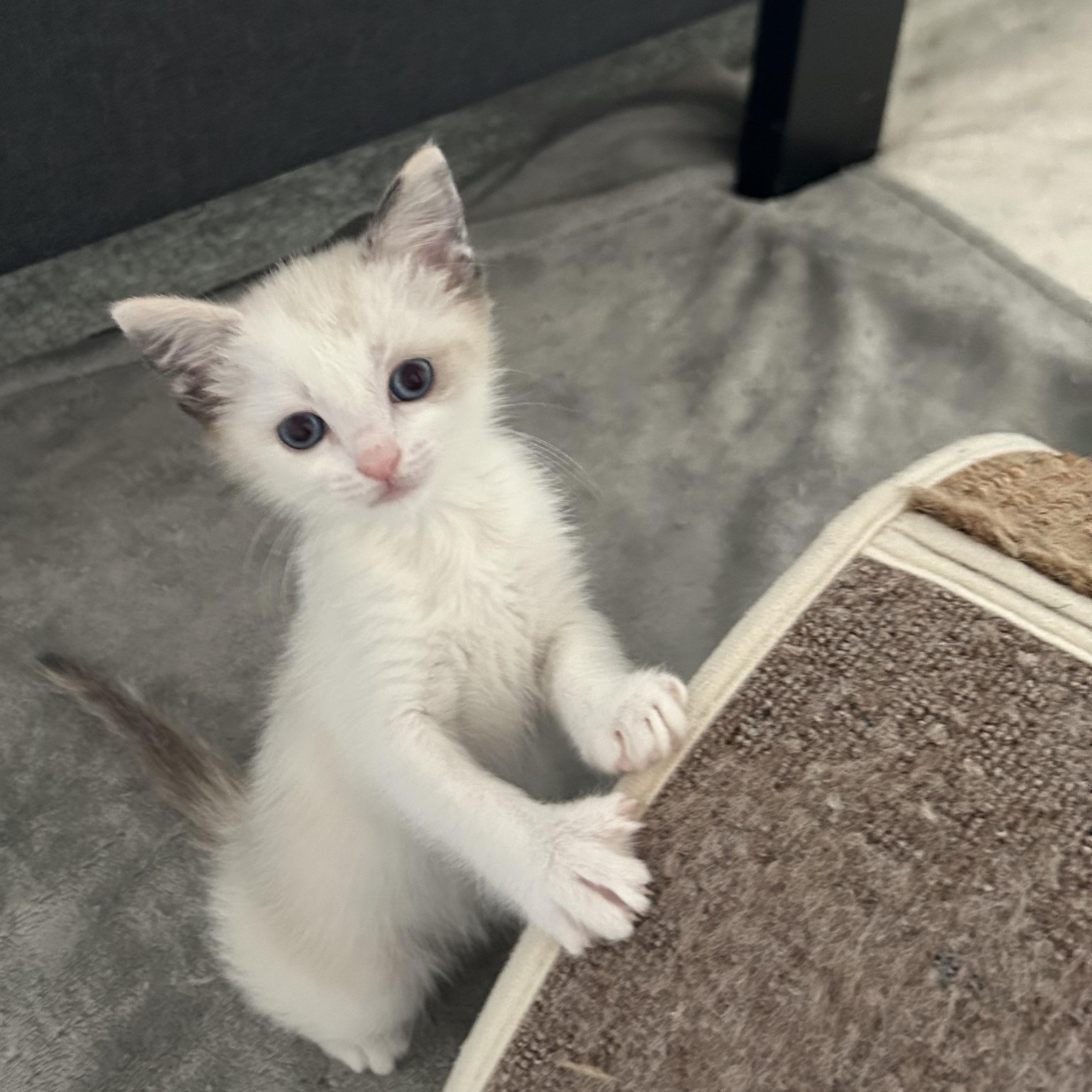 Luna, adoptable, Kitten Female Domestic Short Hair.