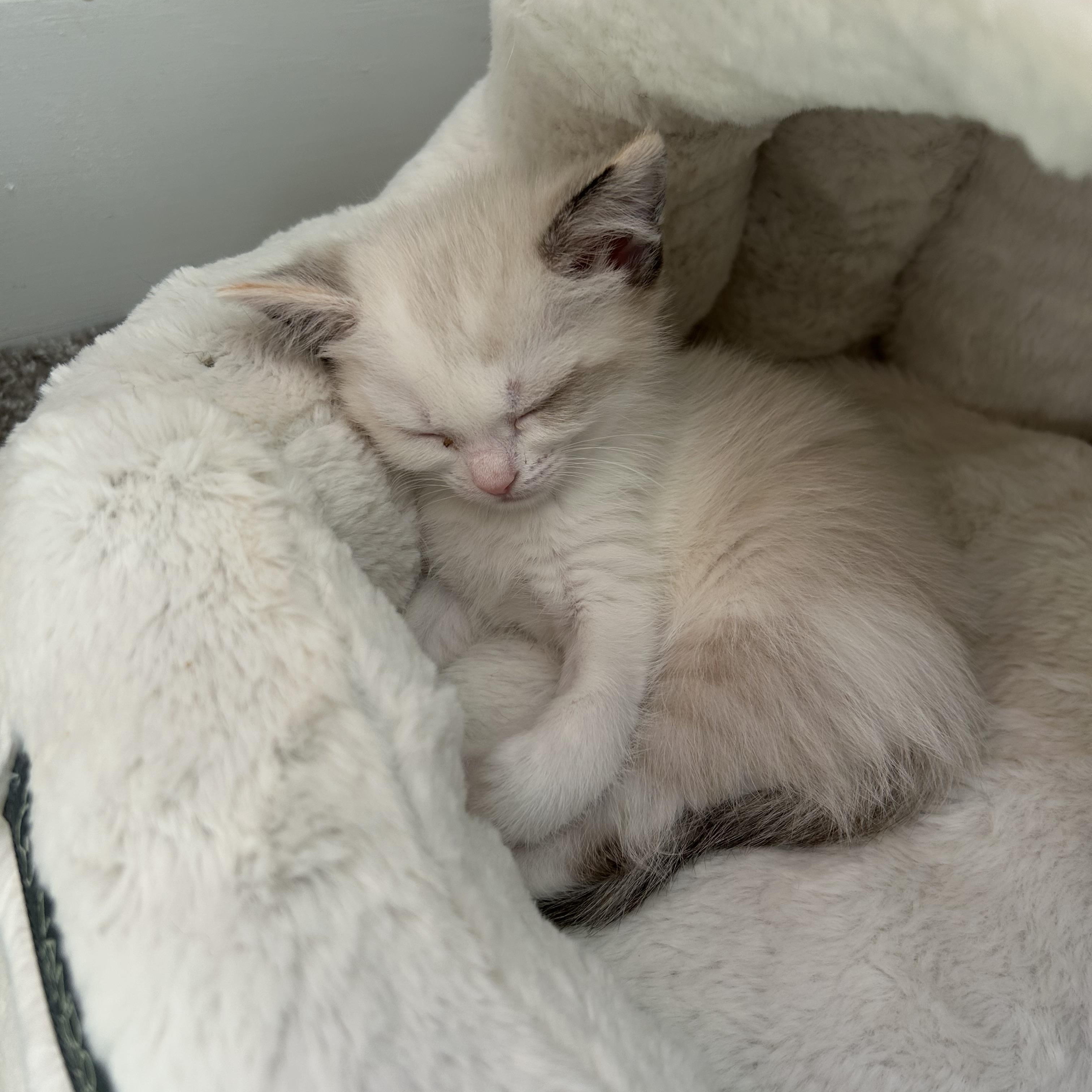 Luna, an adoptable Domestic Short Hair in Easley, SC image 2/4