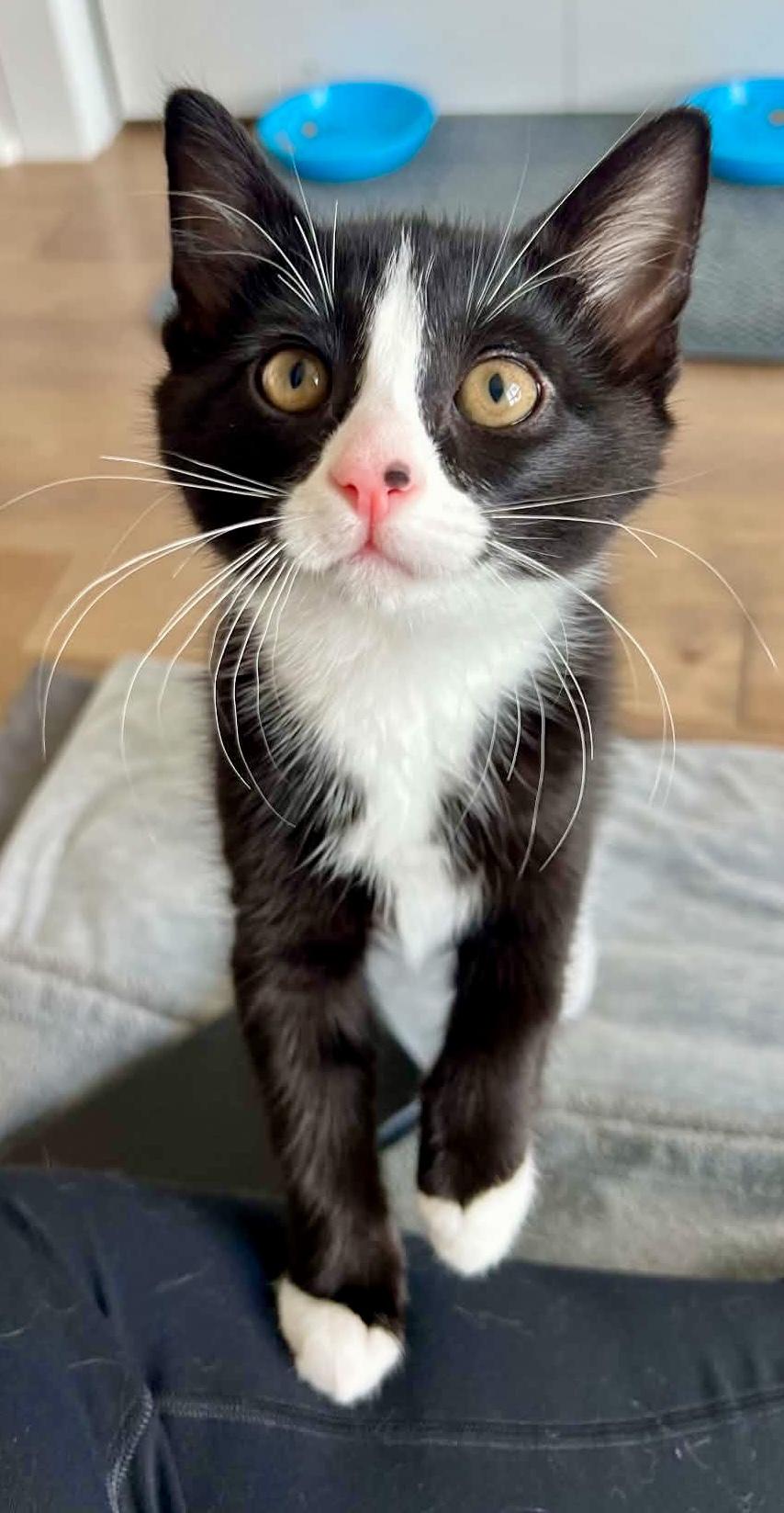 Enlarge Gazpacho, a Adoptable Domestic Short Hair in Pointe-Claire, QC image 1/5