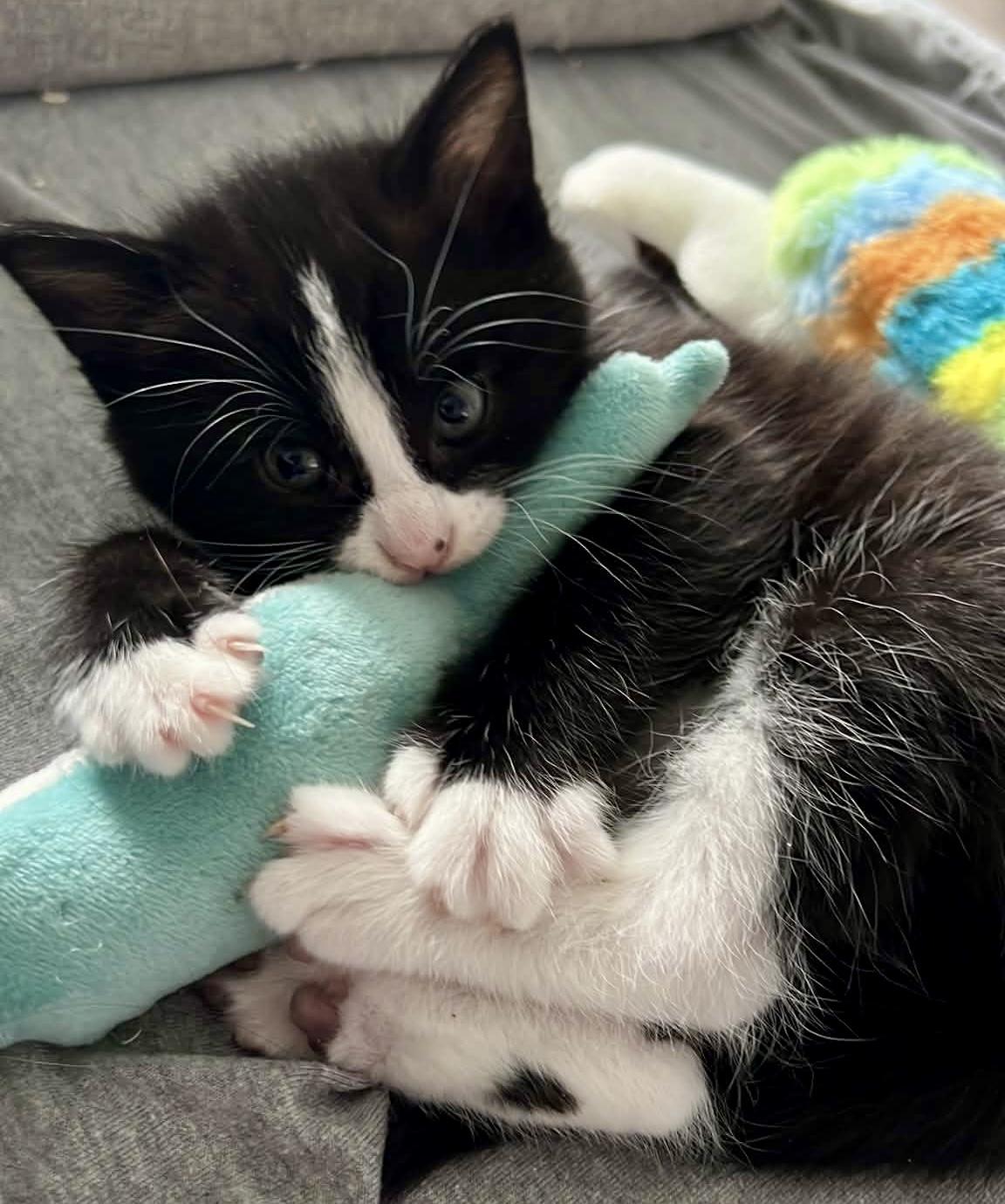 Enlarge Gazpacho, a Adoptable Domestic Short Hair in Pointe-Claire, QC image 2/5