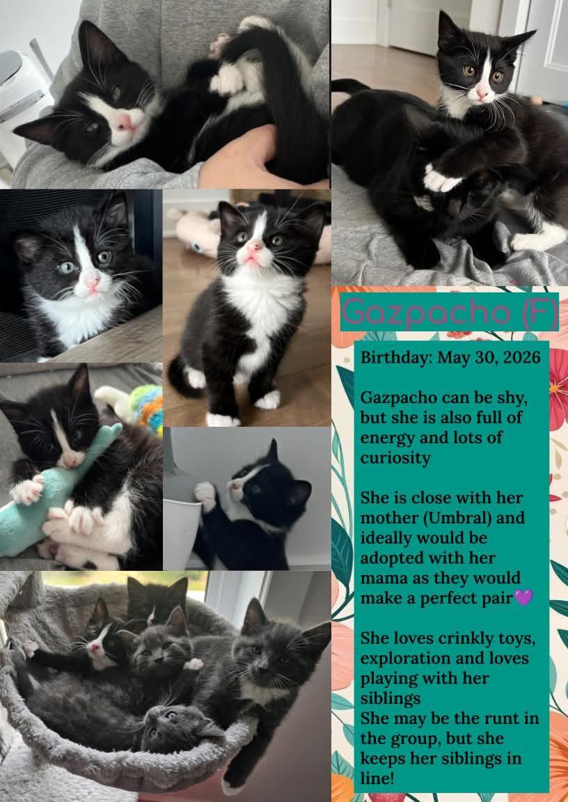 Enlarge Gazpacho, a Adoptable Domestic Short Hair in Pointe-Claire, QC image 5/5