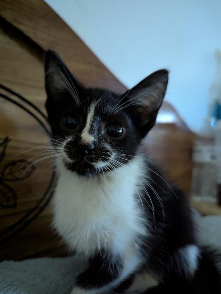 Enlarge Milky Way, a Adoptable Domestic Short Hair in Ruskin, FL image 1/4