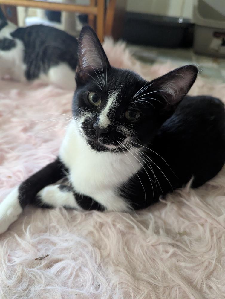 Enlarge Milky Way, a Adoptable Domestic Short Hair in Ruskin, FL image 2/4