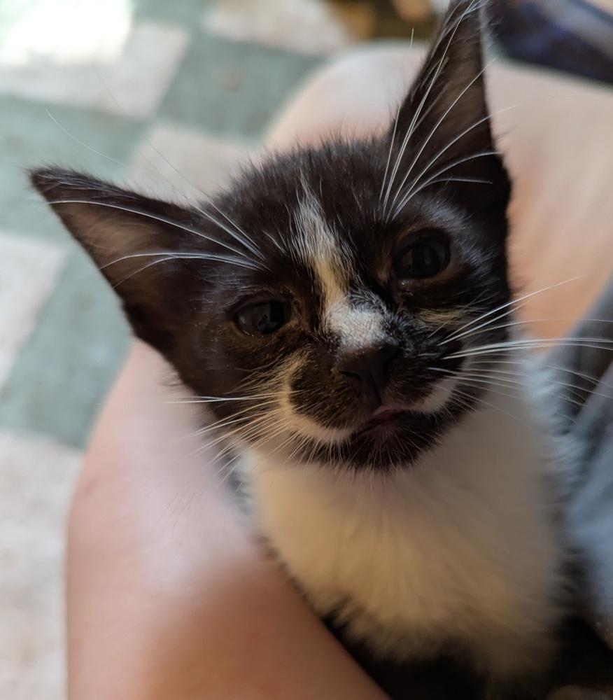 Enlarge Milky Way, a Adoptable Domestic Short Hair in Ruskin, FL image 3/4