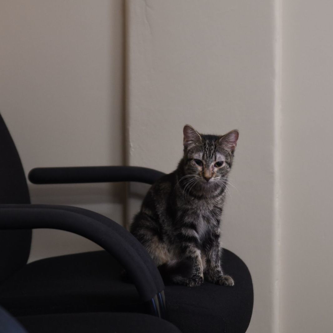 Adopt Citrus: Your Future Best Friend, the Fun-Loving Tabby!, Adoptable, Young Female Tabby.