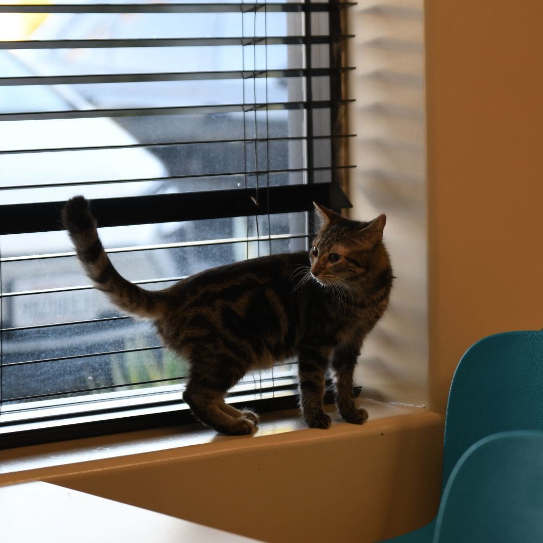 Adopt Citrus: Your Future Best Friend, the Fun-Loving Tabby!, a Adoptable Tabby in Tustin, CA image 2/2