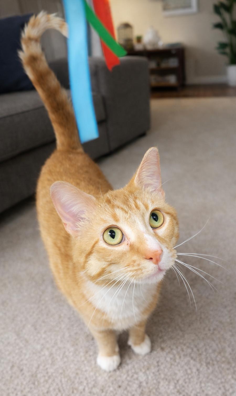 Mitts (polydactyl), Adopted, Adult Male Domestic Short Hair.