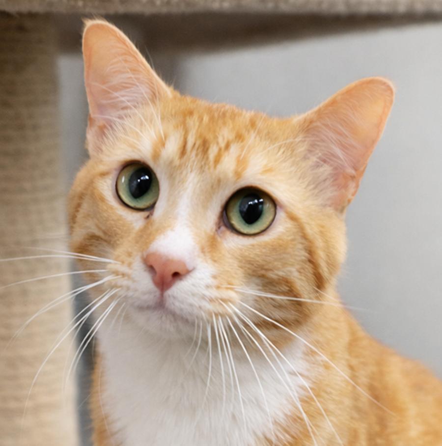 Enlarge Mitts (polydactyl), a Adopted Domestic Short Hair in Cuyahoga Falls, OH image 2/3