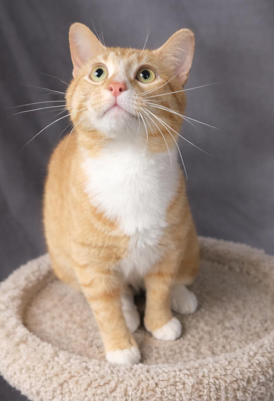 Enlarge Mitts (polydactyl), a Adopted Domestic Short Hair in Cuyahoga Falls, OH image 3/3