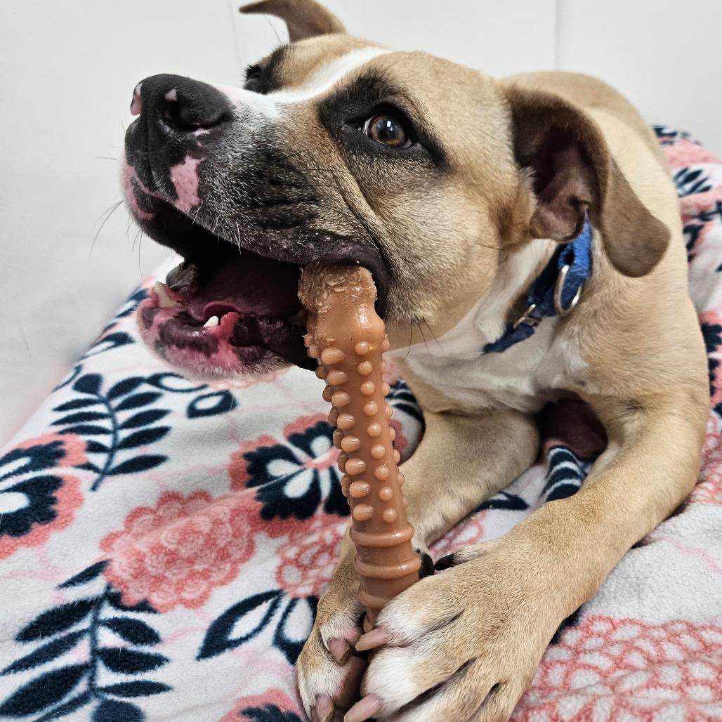 Milo, Adoptable, Adult Male Boxer & Mixed Breed.