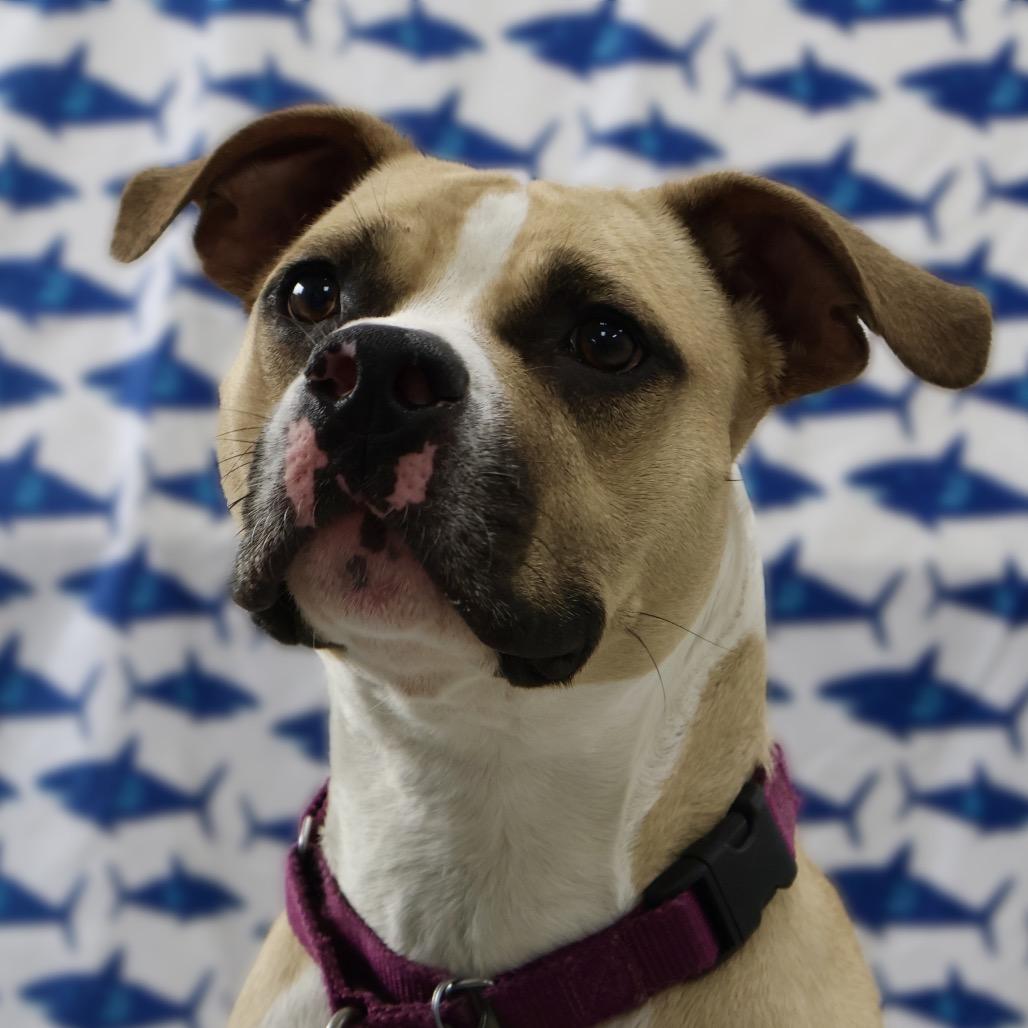 Milo, a Adoptable mixed breed in Brookfield, WI image 2/6