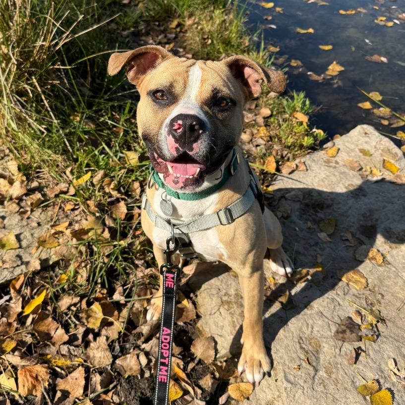 Milo, a Adoptable mixed breed in Brookfield, WI image 6/6