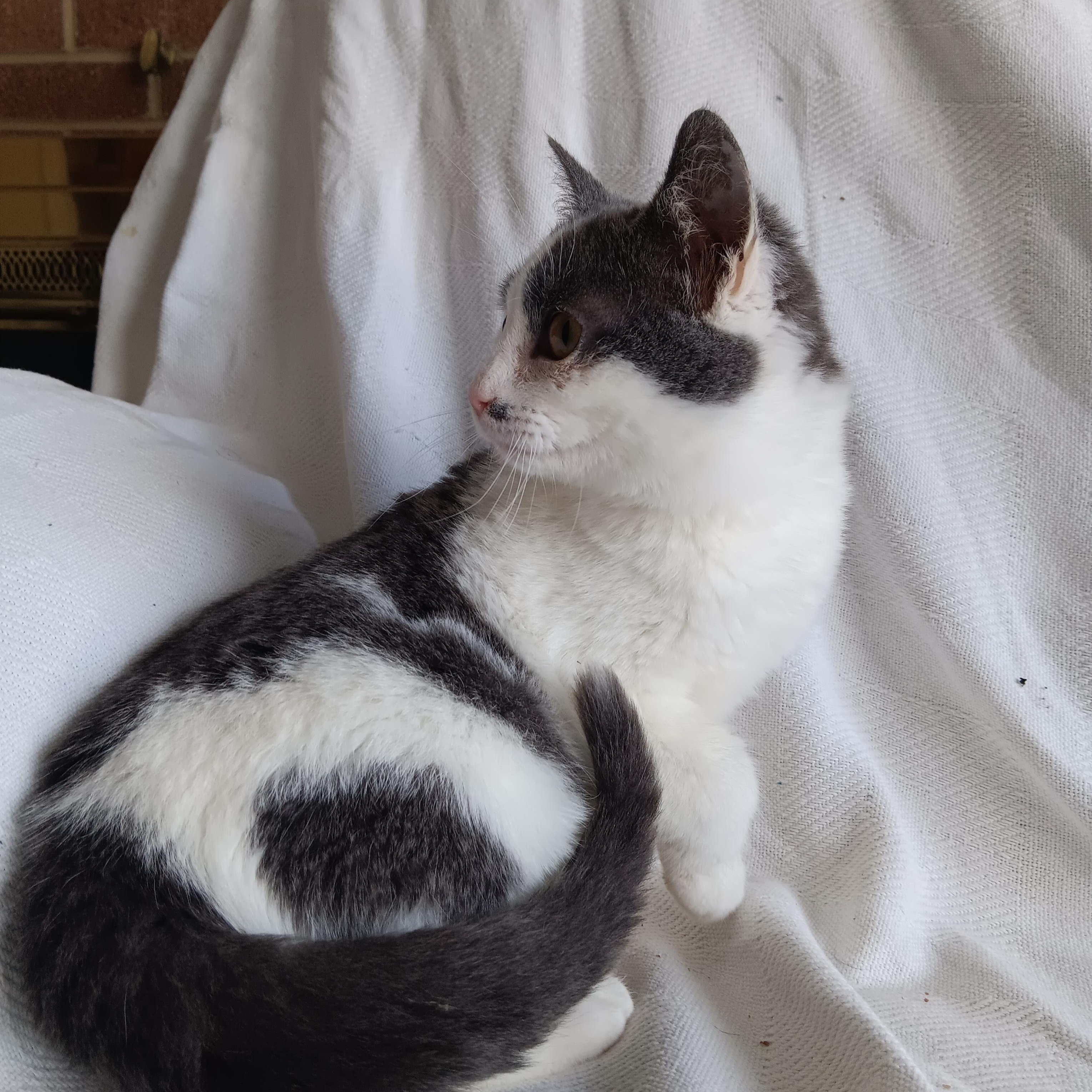 Enlarge O'Reilly and O'Malley, an adopted mixed breed in North East, MD image 4/6