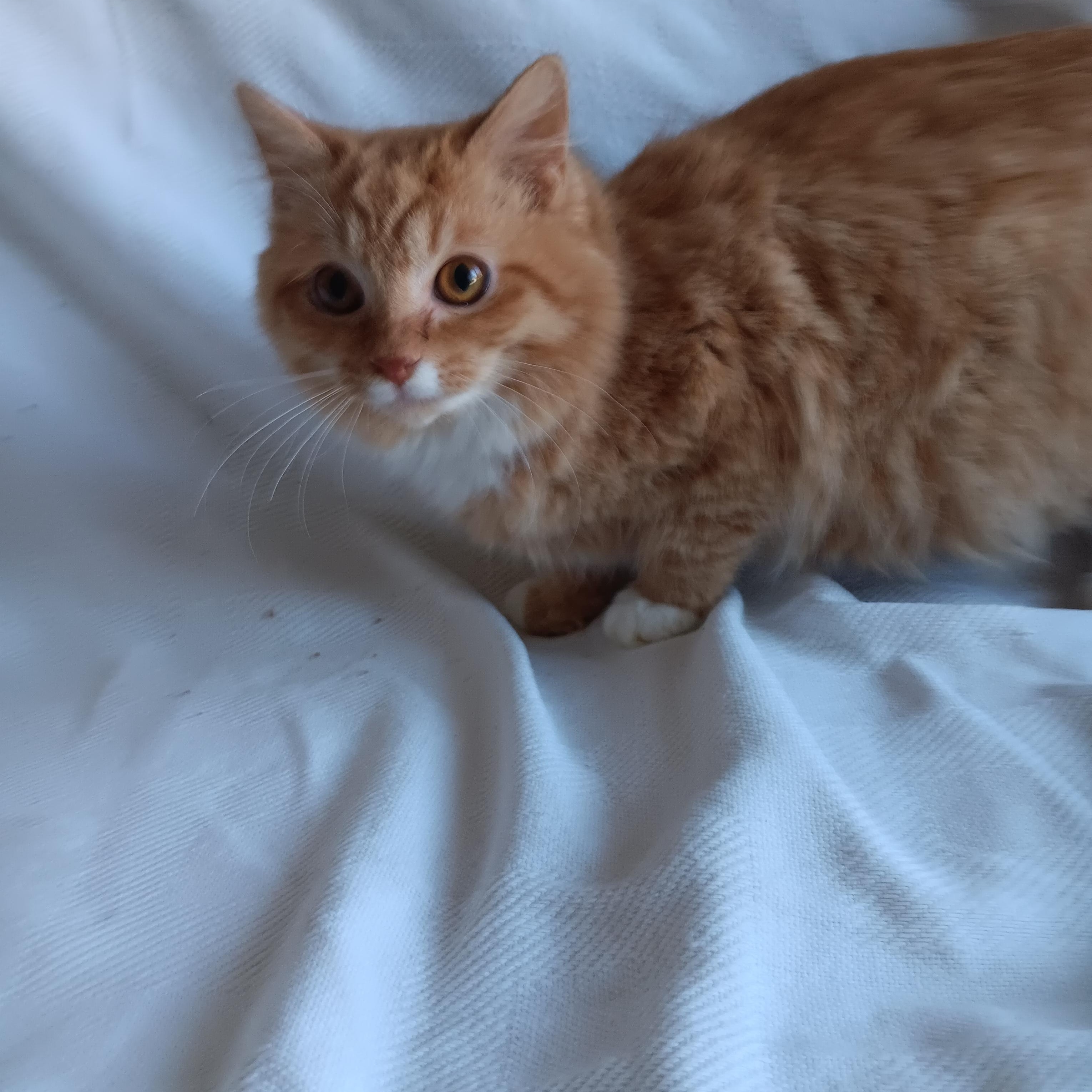 Enlarge O'Reilly and O'Malley, an adopted mixed breed in North East, MD image 3/6