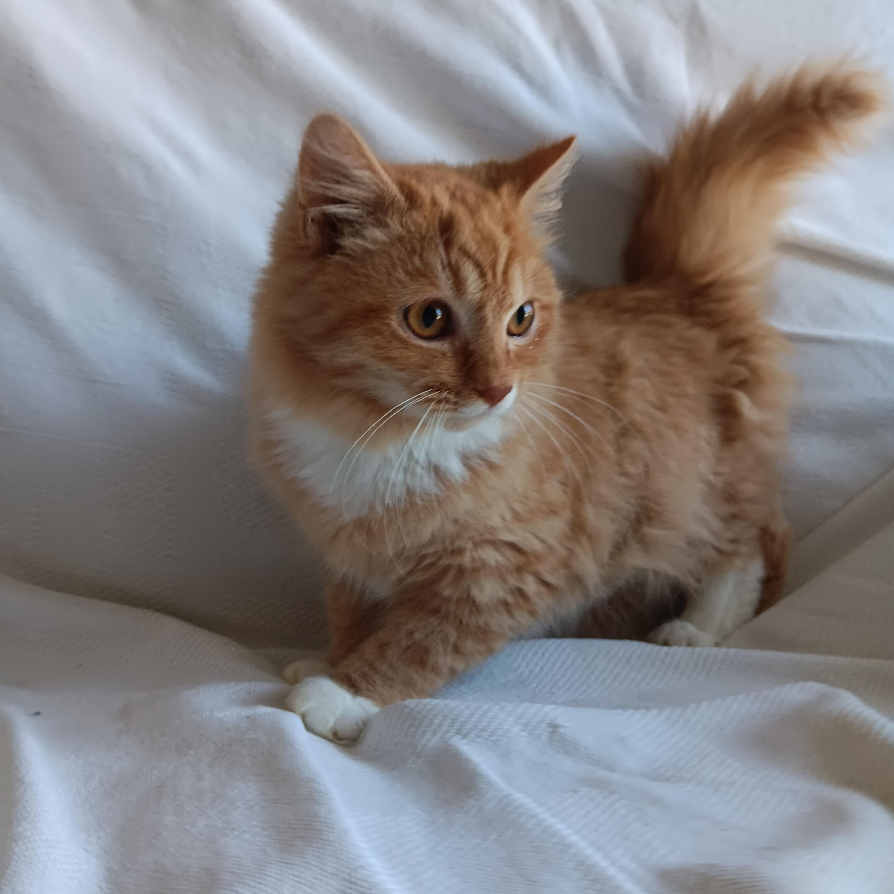 Enlarge O'Reilly and O'Malley, an adopted mixed breed in North East, MD image 2/6