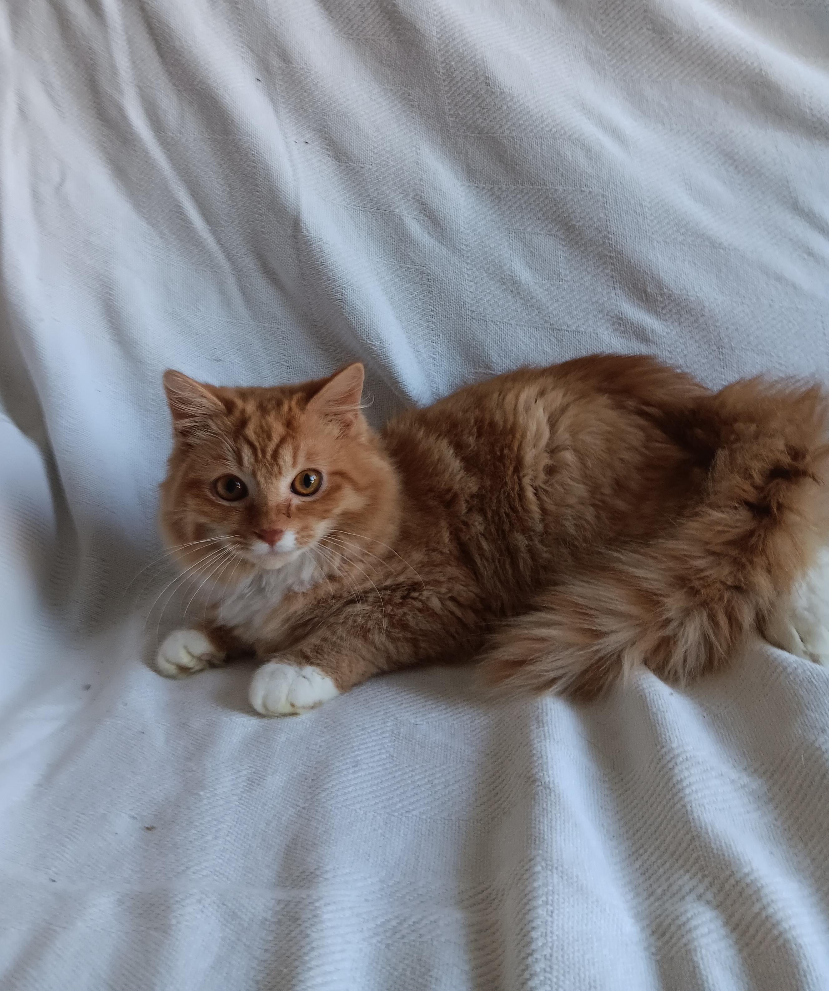 O'Reilly and O'Malley, adopted, Kitten Male Maine Coon.