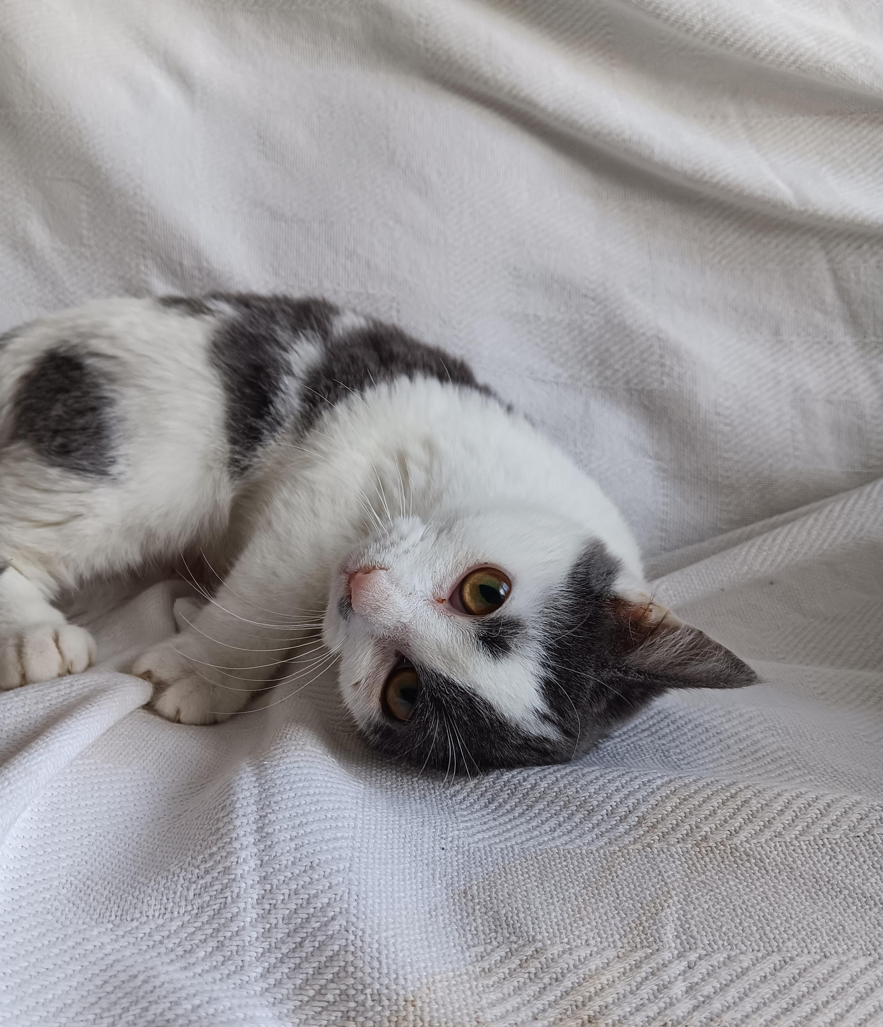 Enlarge O'Reilly and O'Malley, an adopted mixed breed in North East, MD image 6/6