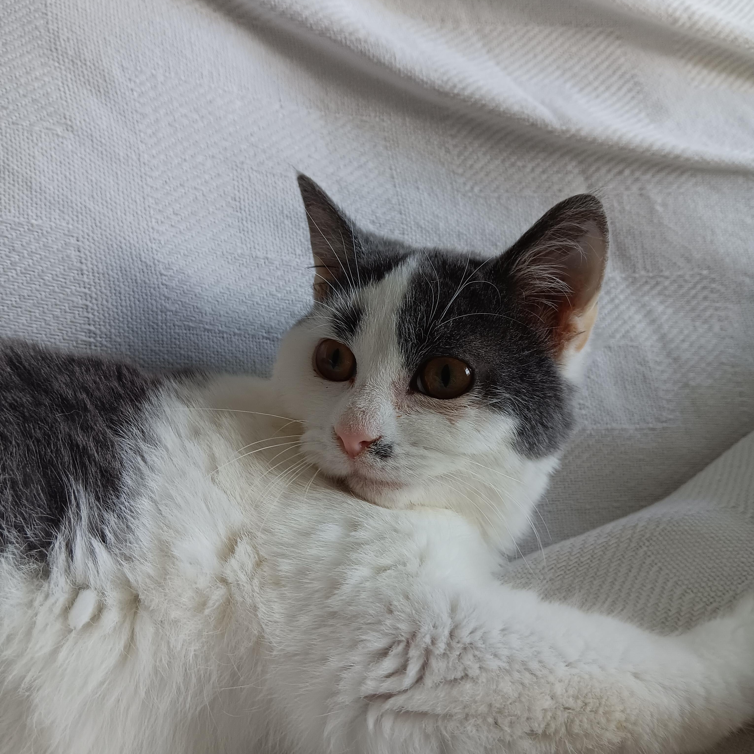 Enlarge O'Reilly and O'Malley, an adopted mixed breed in North East, MD image 5/6