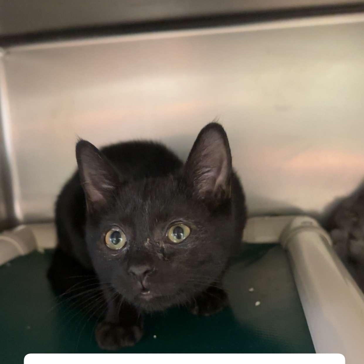 Nacho at Petsense, Adoptable, Kitten Male Domestic Short Hair.