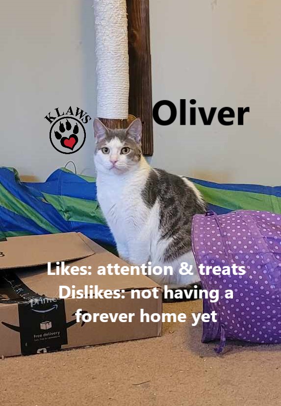 Enlarge Oliver, a Adoptable mixed breed in Lindsay, ON image 3/6