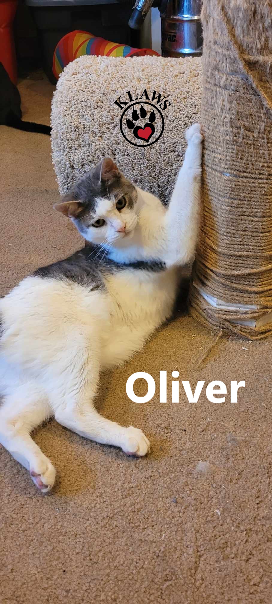 Enlarge Oliver, a Adoptable mixed breed in Lindsay, ON image 5/6
