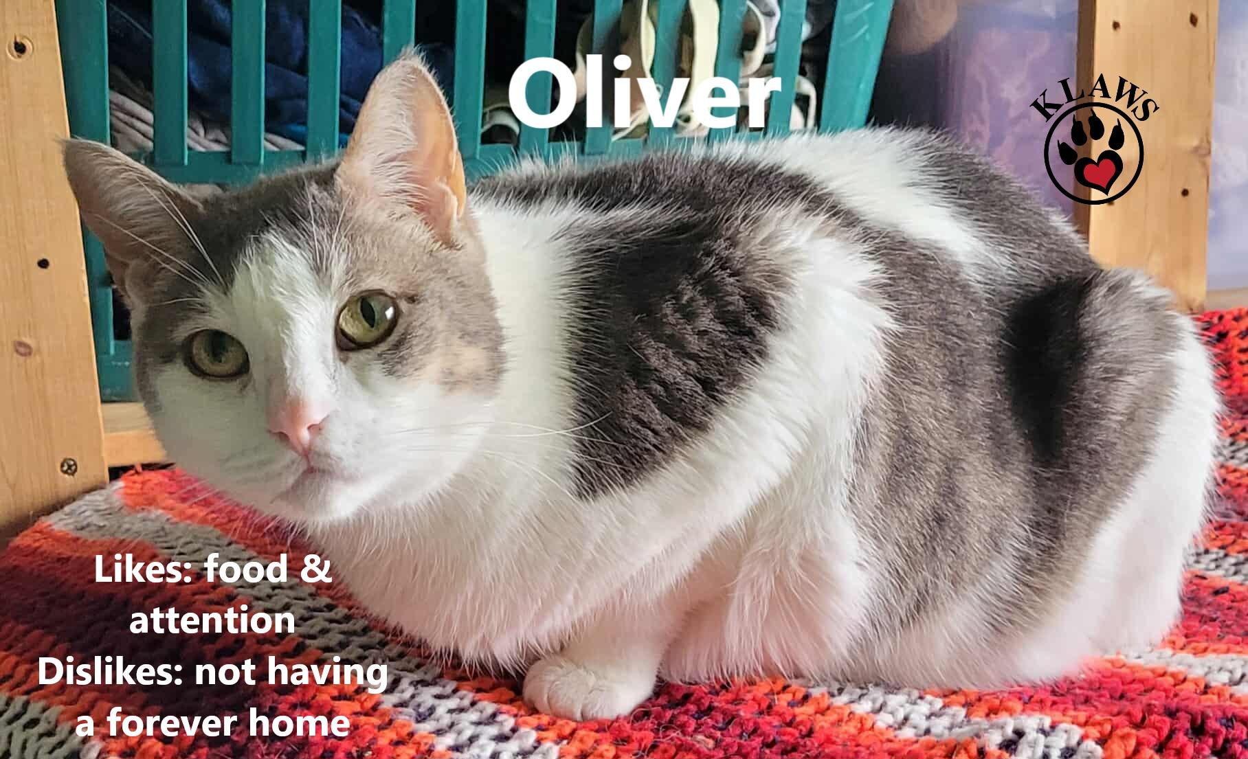 Oliver, Adoptable, Young Male Domestic Short Hair & Bengal.