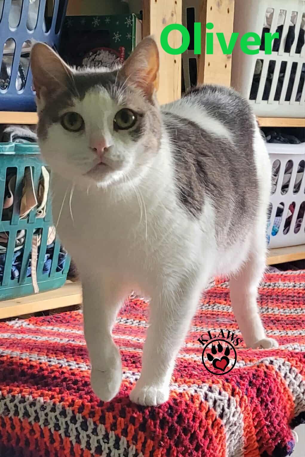 Enlarge Oliver, a Adoptable mixed breed in Lindsay, ON image 2/6