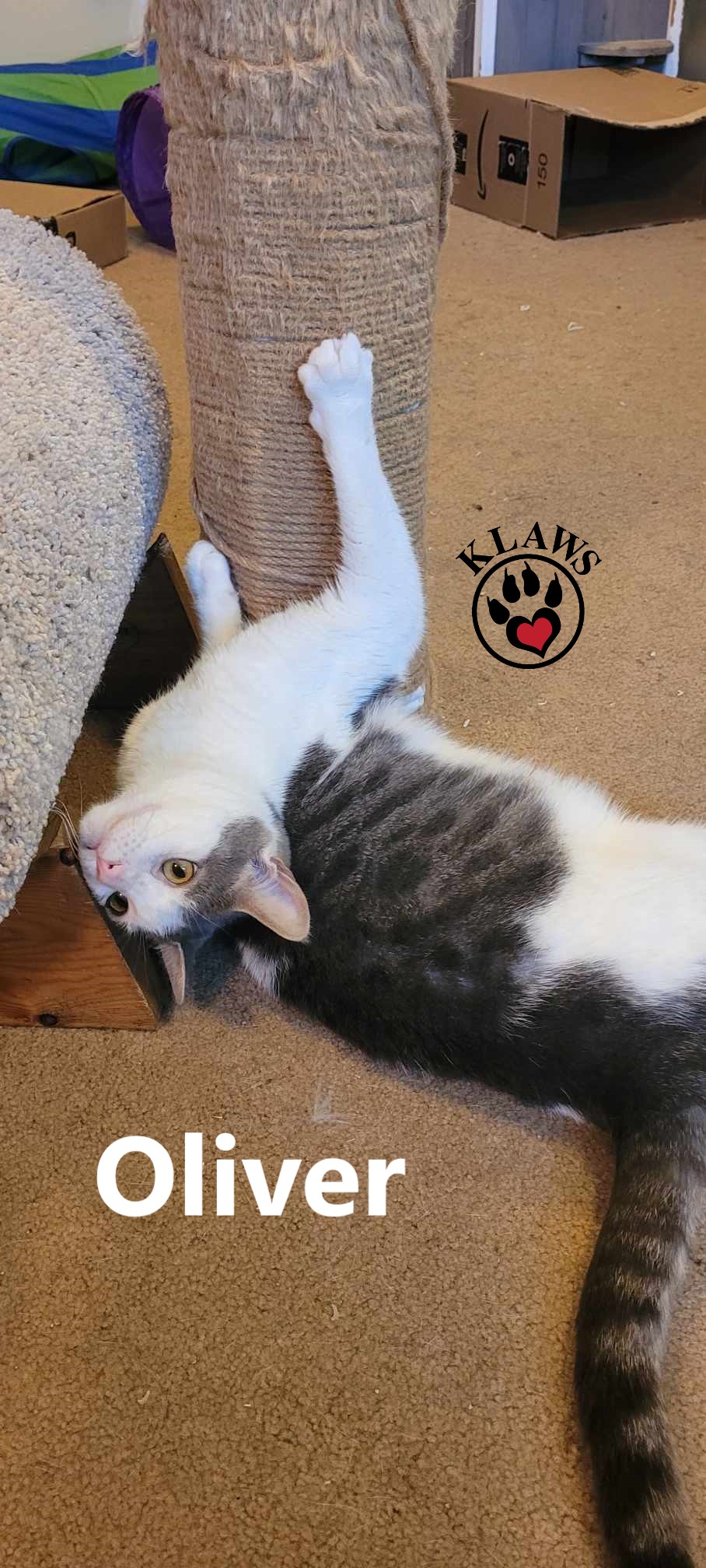 Enlarge Oliver, a Adoptable mixed breed in Lindsay, ON image 4/6