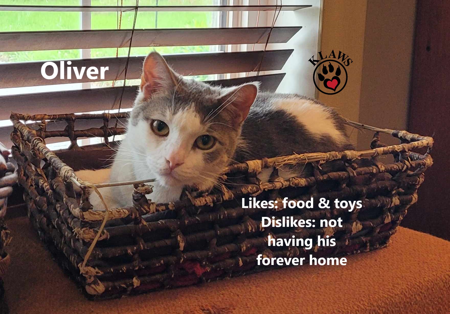 Enlarge Oliver, a Adoptable mixed breed in Lindsay, ON image 6/6