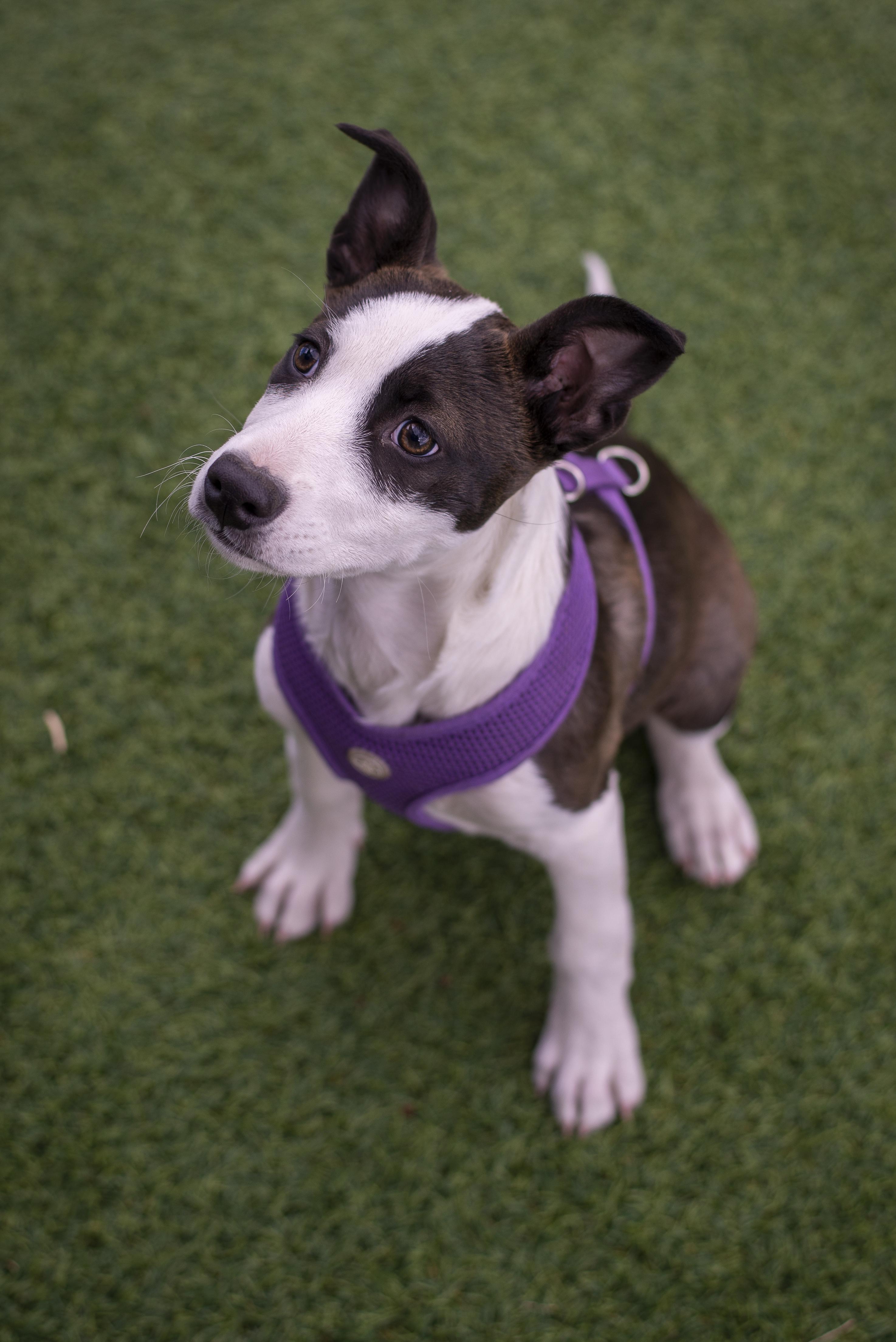 Enlarge Milkshake, an adopted mixed breed in Gunnison, CO image 1/1