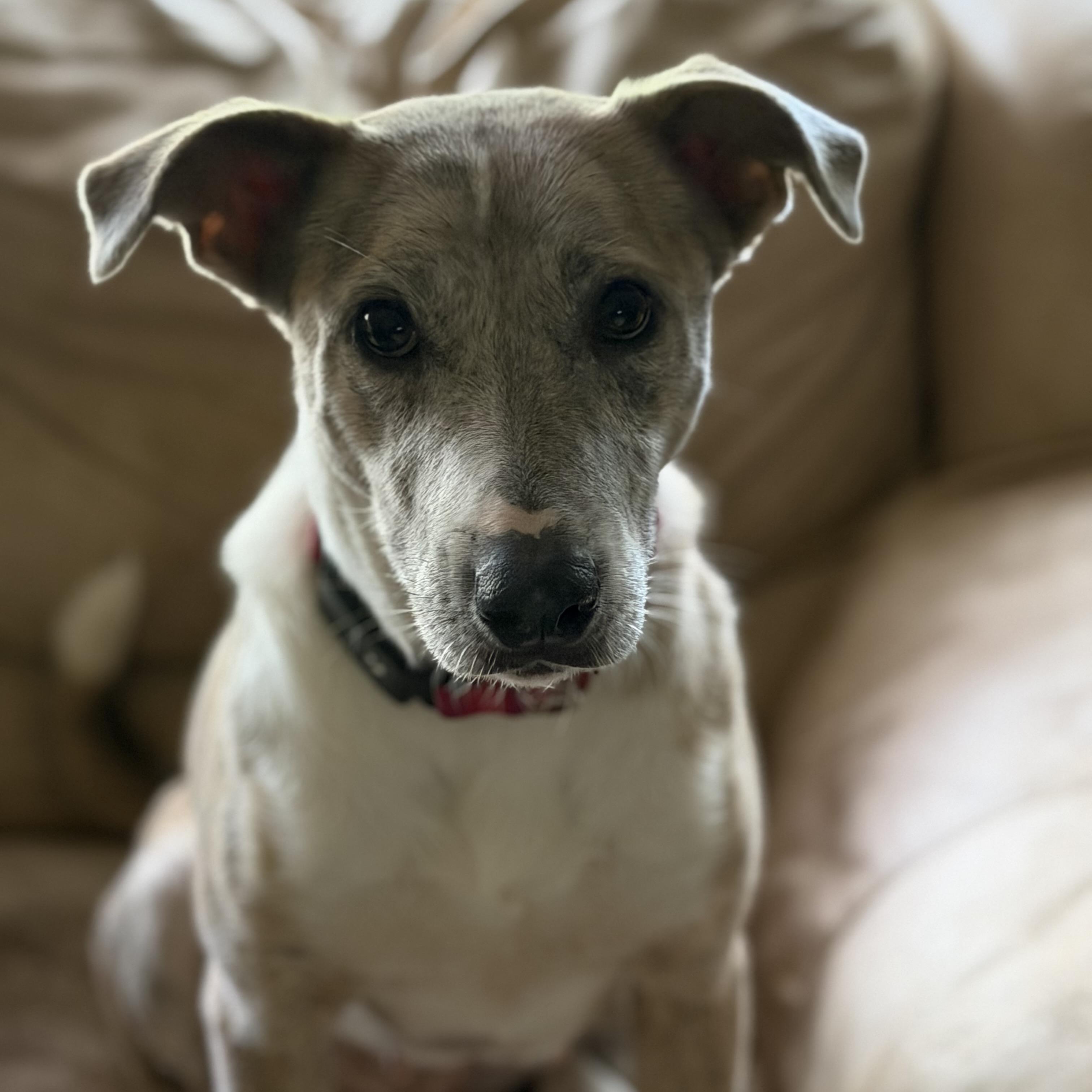 Enlarge Delilah, a Adoptable mixed breed in st louis, MO image 2/5
