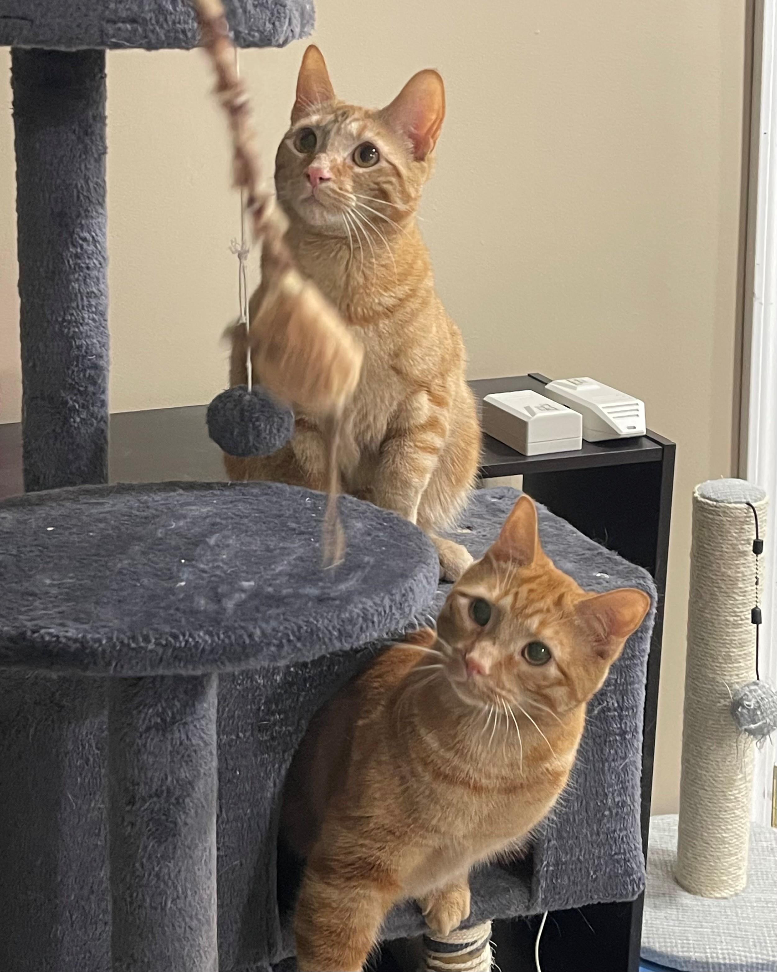 Cheeto & Mango, ADOPTABLE, Young Male Tabby & Domestic Short Hair.