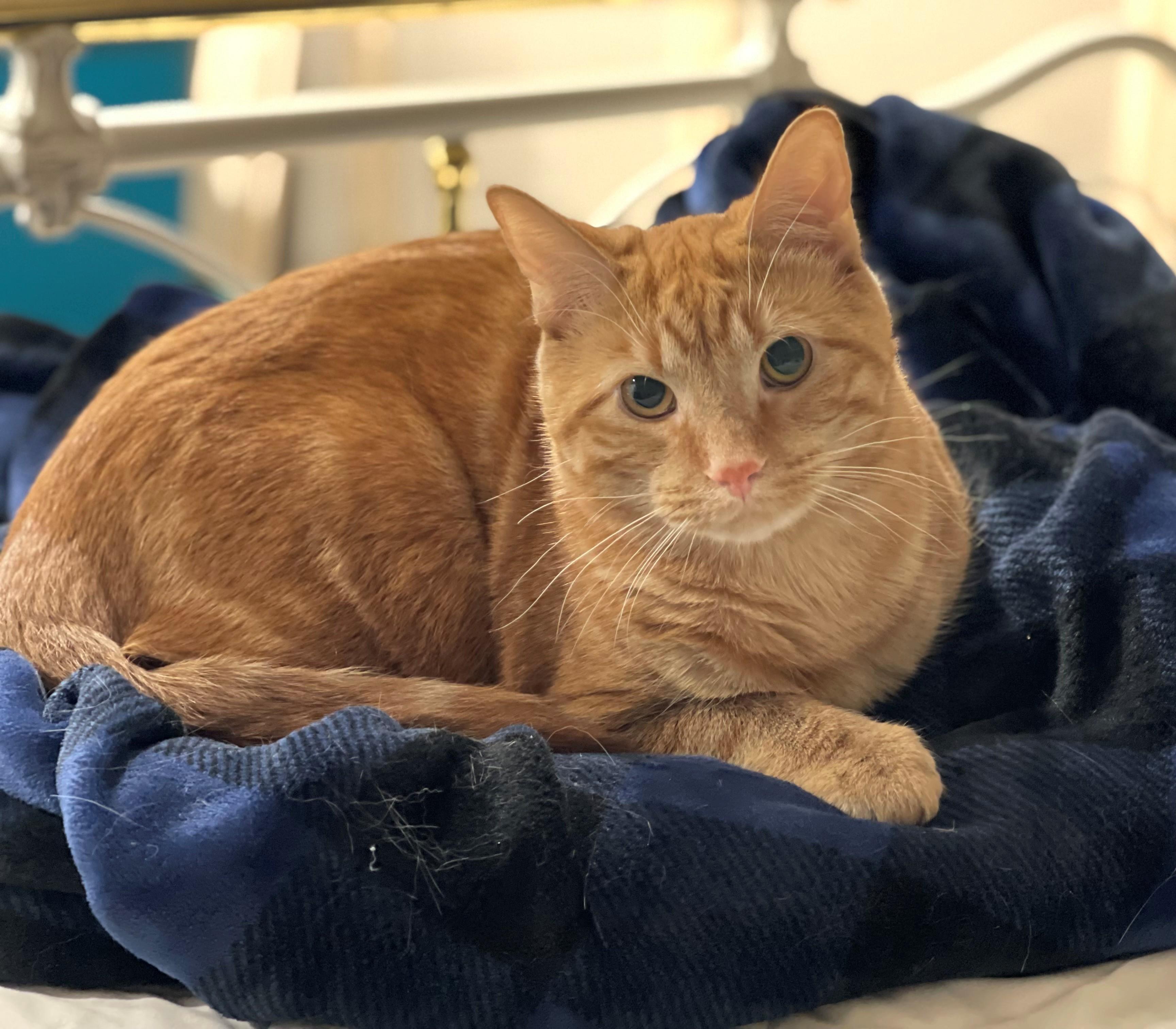 Enlarge Cheeto & Mango, a ADOPTABLE mixed breed in Macomb, MI image 3/6