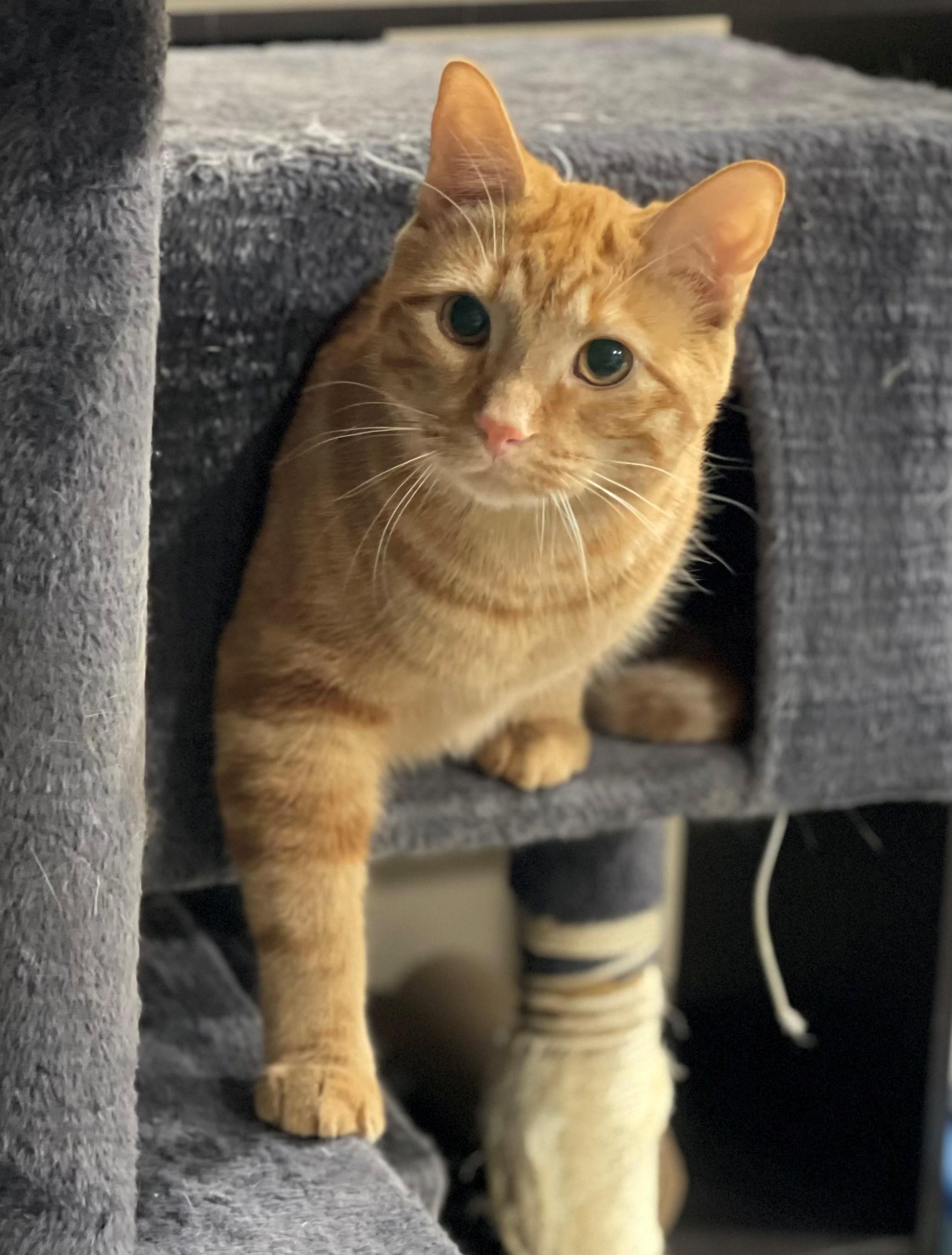 Enlarge Cheeto & Mango, a ADOPTABLE mixed breed in Macomb, MI image 4/6