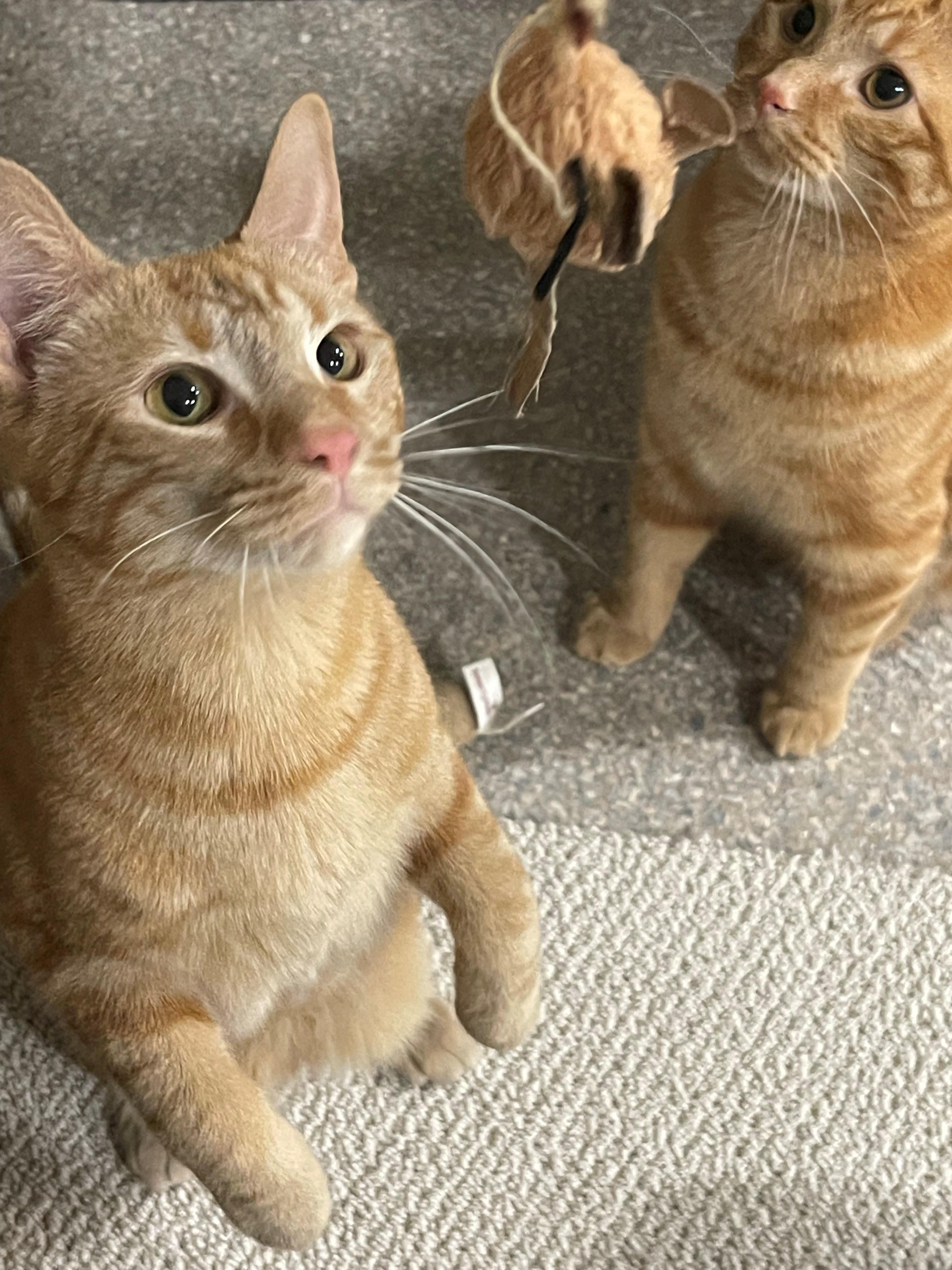 Enlarge Cheeto & Mango, a ADOPTABLE mixed breed in Macomb, MI image 2/6