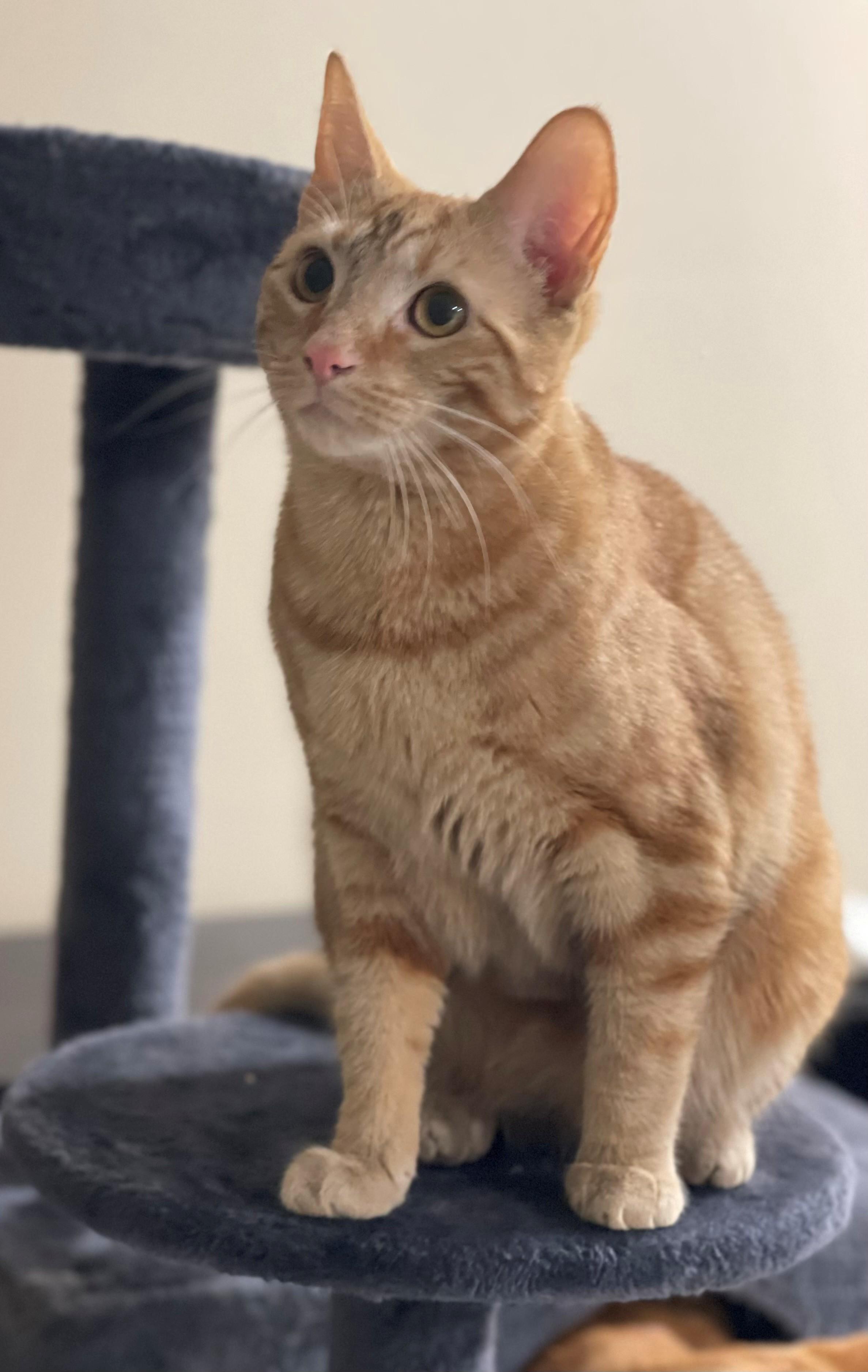 Enlarge Cheeto & Mango, a ADOPTABLE mixed breed in Macomb, MI image 5/6