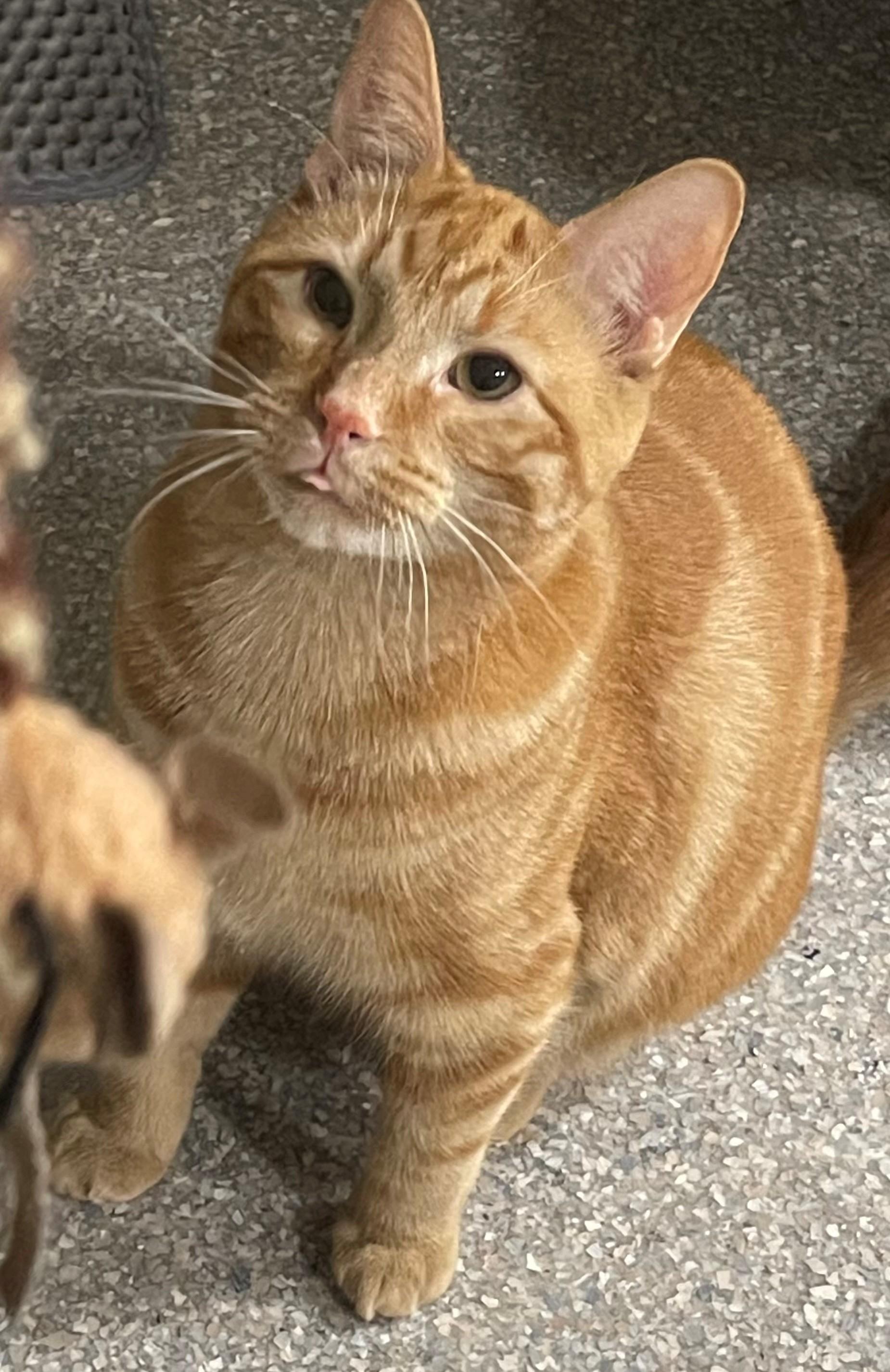 Enlarge Cheeto & Mango, a ADOPTABLE mixed breed in Macomb, MI image 6/6