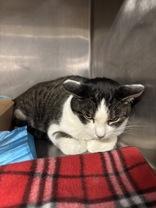 Donnie, ADOPTABLE, Adult Male Domestic Short Hair.