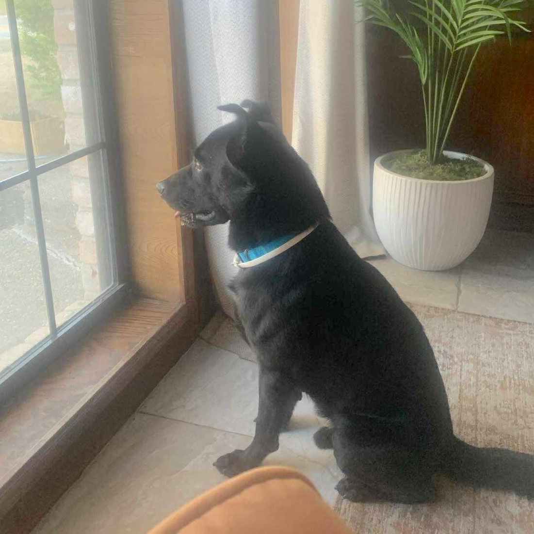 Enlarge Luke, a Adoptable mixed breed in Springfield, OR image 2/6