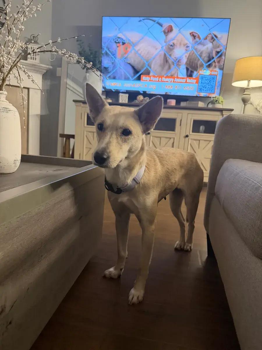 Blair, ADOPTABLE, Young Female German Shepherd Dog & Mixed Breed.