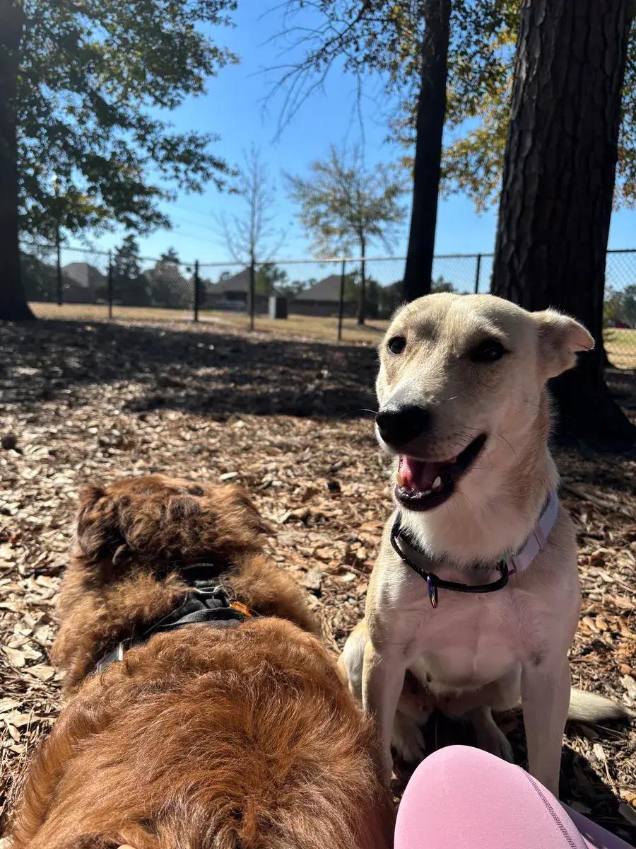 Enlarge Blair, a ADOPTABLE mixed breed in Polk, OH image 5/5