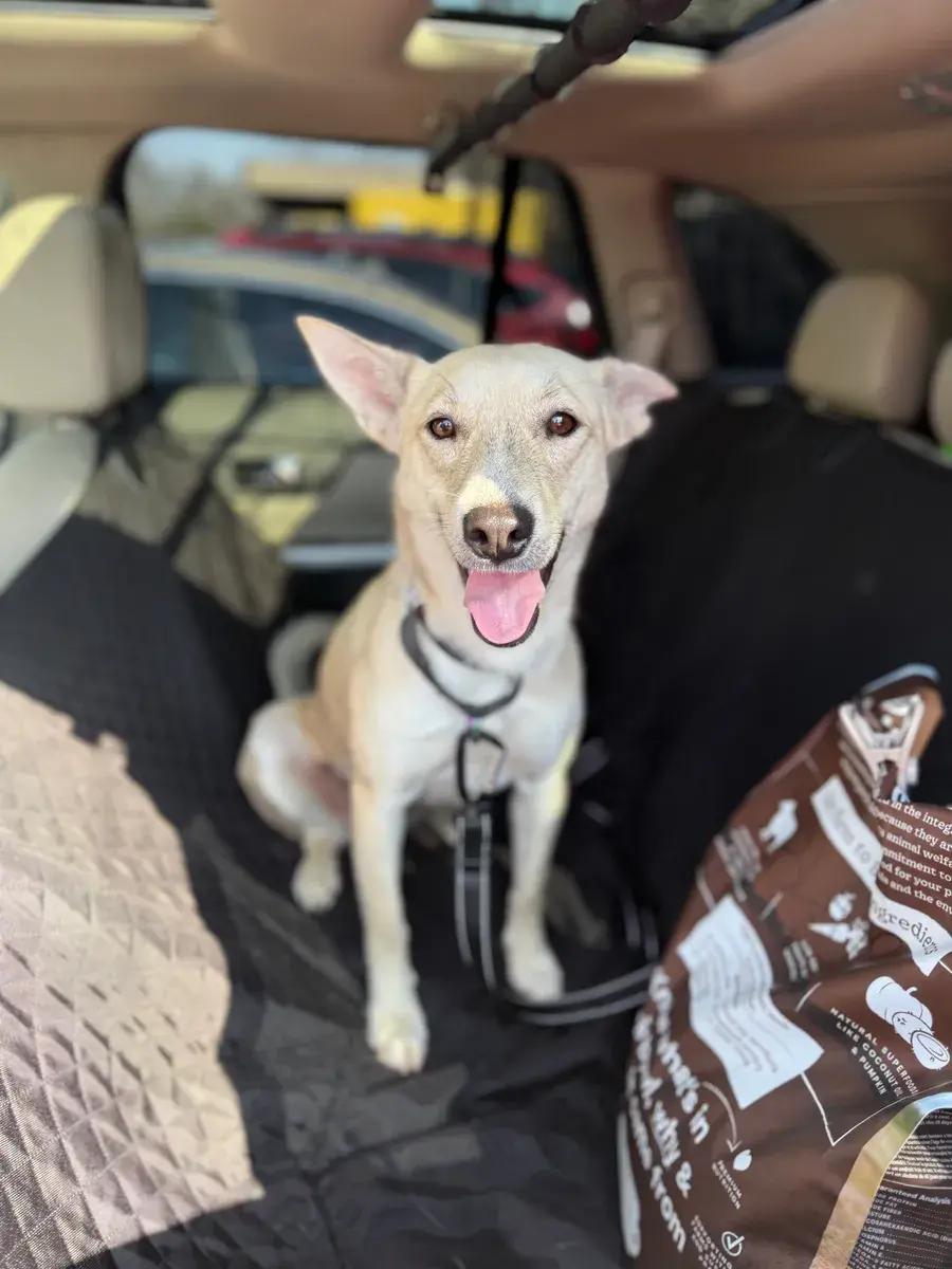 Enlarge Blair, a ADOPTABLE mixed breed in Polk, OH image 4/5