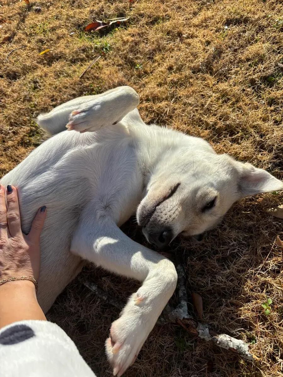 Enlarge Blair, a ADOPTABLE mixed breed in Polk, OH image 2/5