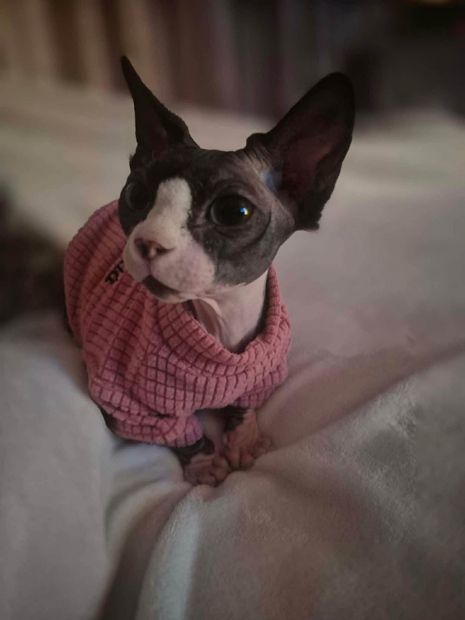 Enlarge Simone, a ADOPTABLE Sphynx / Hairless Cat in Saint-Robert, QC image 1/3