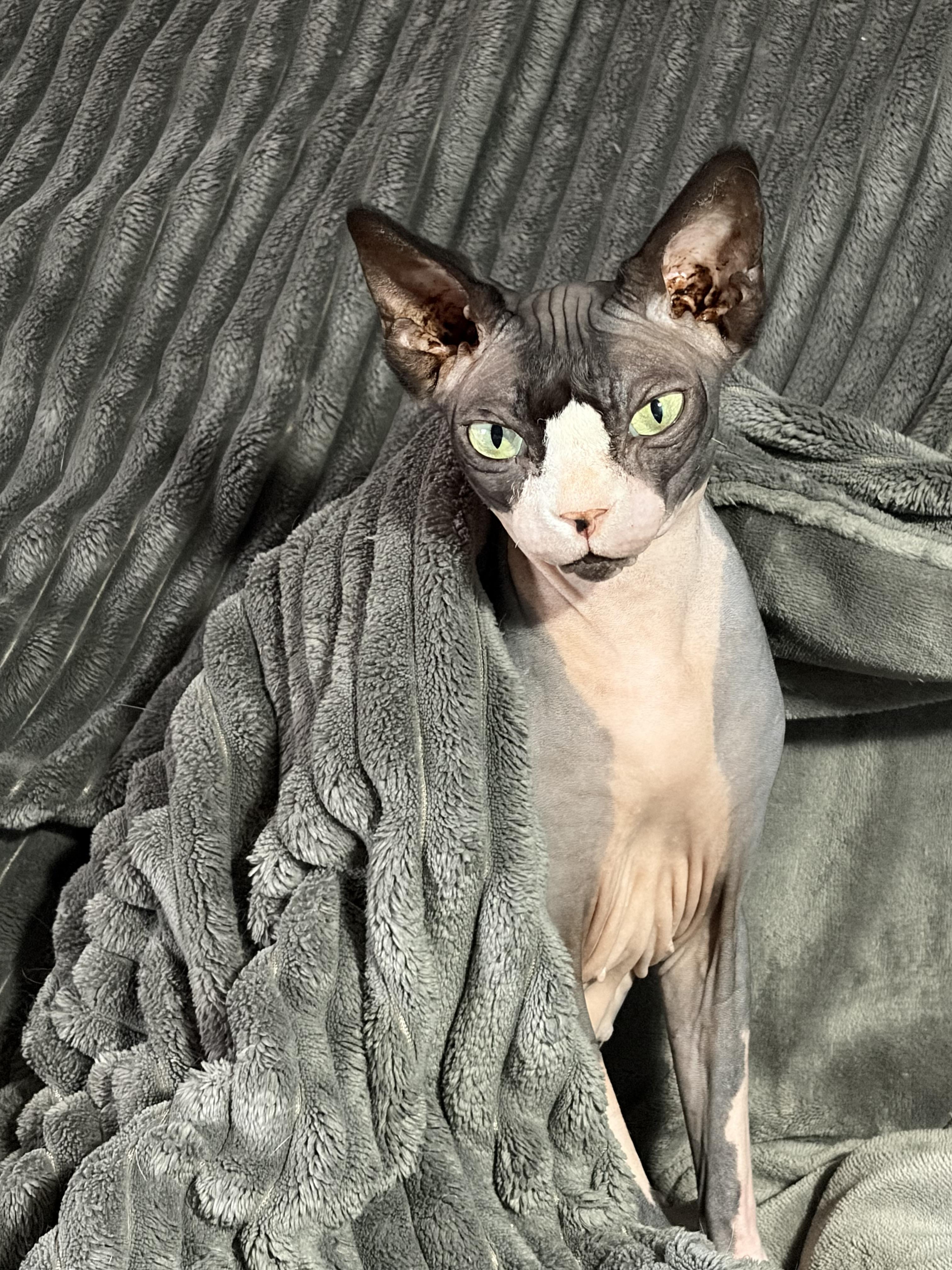 Enlarge Simone, a ADOPTABLE Sphynx / Hairless Cat in Saint-Robert, QC image 3/3